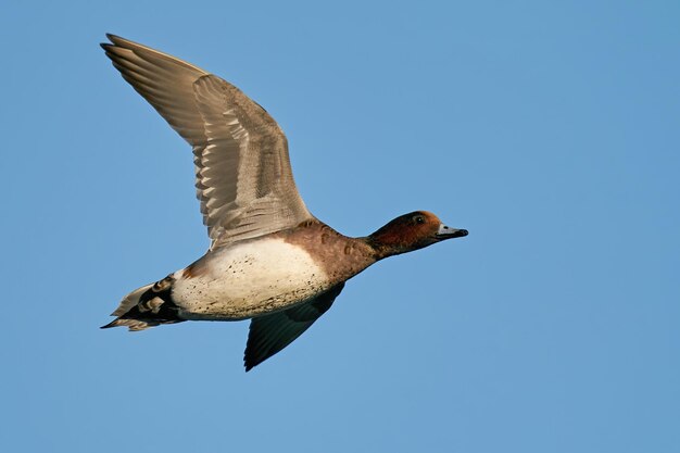 Peruca Eurasiana Mareca Penelope