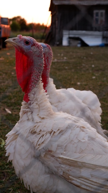 Perus brancos pastam na grama na fazenda no verão