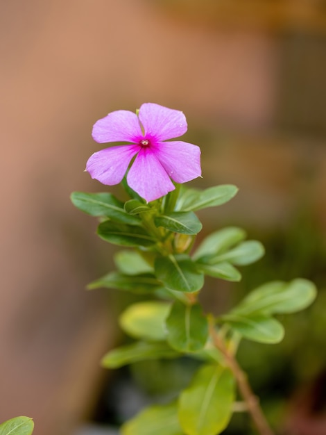 Pervinca de Madagascar da espécie Catharanthus roseus