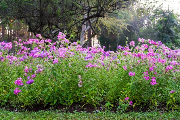 Pervinca de MadagáscarVinca flor no jardim