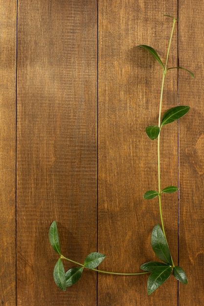 Pervinca em textura de madeira