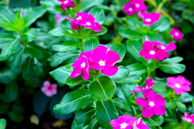 La pervinca de Madagascar Vinca la vieja doncella Cayenne el jazmín