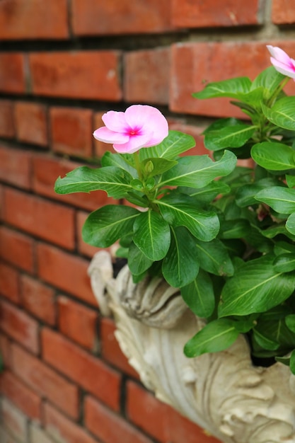 Pervinca rosa vibrante florescendo em um pote vintage na parede de tijolos