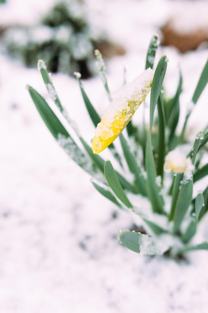 Pery flores amarillas de narciso de primavera en el jardín de primavera bajo la nieve