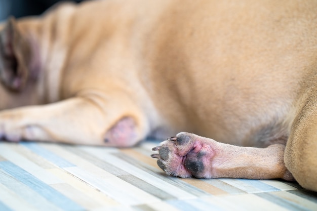 Pés de cachorro com doença de pele causada por alérgico deitado no chão