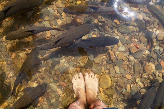 Pés e peixes em cascata com luz do sol