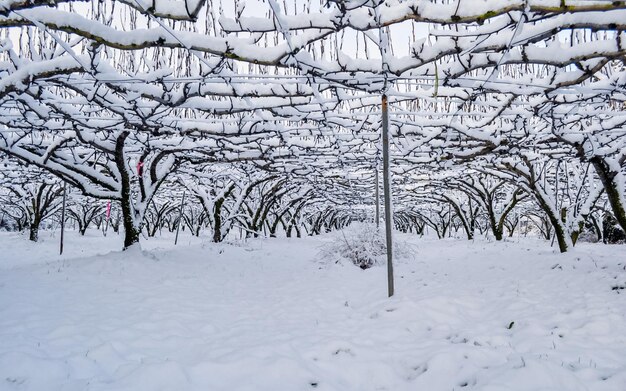 Pesadas nevadas durante la temporada de invierno en Gwangju, Corea del Sur.