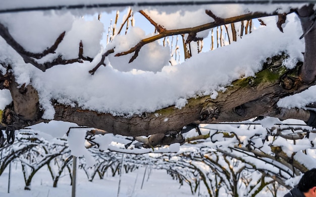 Pesadas nevadas durante la temporada de invierno en Gwangju, Corea del Sur.