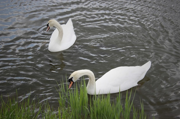Foto pesados cisnes blancos flotando en las tranquilas aguas del lago.