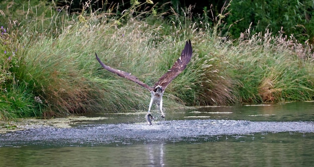 Pesca de águila pescadora en un pequeño lago