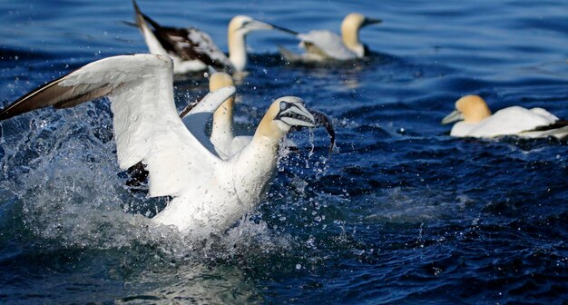 Pesca de alcatraces del norte en el Mar del Norte