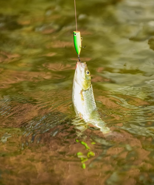 Pesca de cebo de trucha Pesca de peces en el lago Hobby y actividad deportiva Buena captura Pesca con mosca Trucha Recreación y ocio Estancamiento al aire libre y desesperanza Caer en la trampa Pescar en el anzuelo