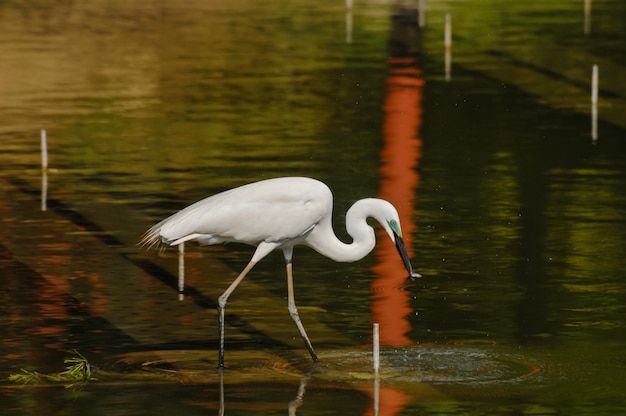 Pesca da garça-branca (Ardea Alba)