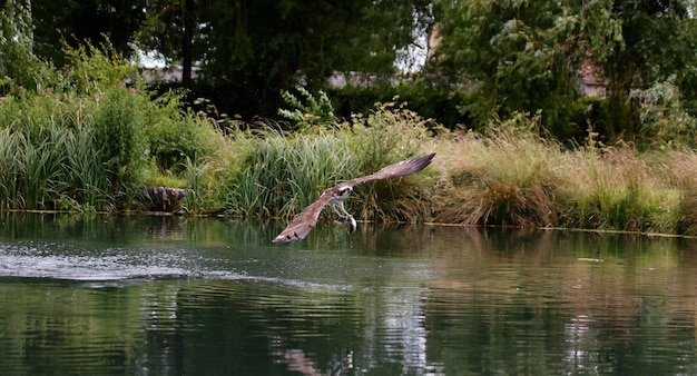 Pesca de águia-pescadora em um pequeno lago