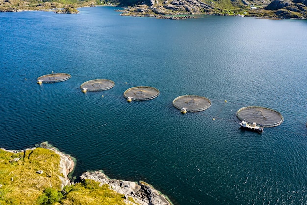 Pesca de salmão em fazenda na noruega. a noruega é o maior produtor de salmão de viveiro do mundo, com mais de um milhão de toneladas produzidas a cada ano.
