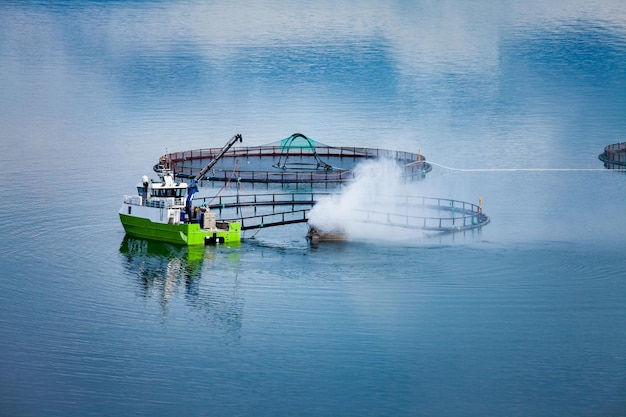 Pesca de salmão em fazenda na Noruega