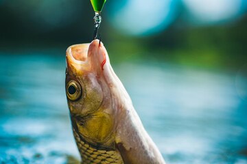 Pesca deportiva trucha de pescado en un anzuelo peces captura de anzuelos