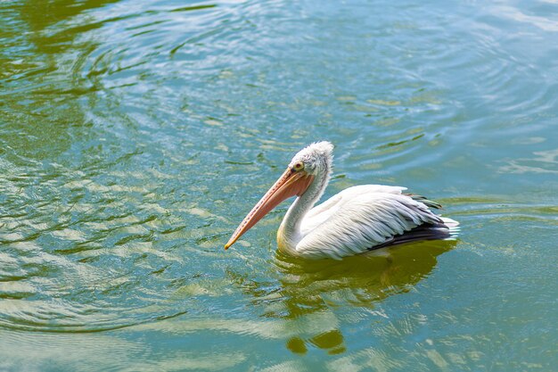 Pesca do pelicano selvagem no lago da cidade.