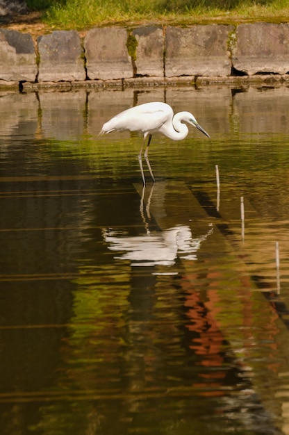 Pesca de garceta blanca (Ardea alba)