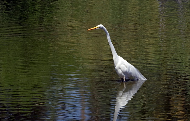 Pesca de garceta grande en el lago poco profundo