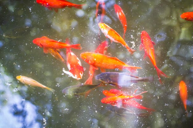 pesca, grupo de carpa laranja na água