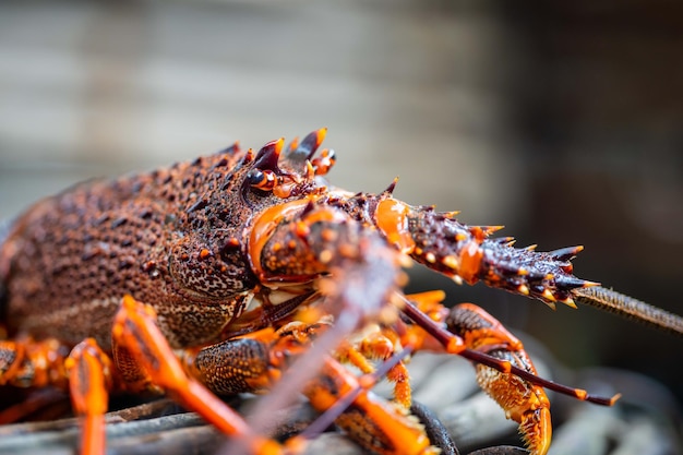 Pesca de langosta de roca de la costa este en vivo en Australia