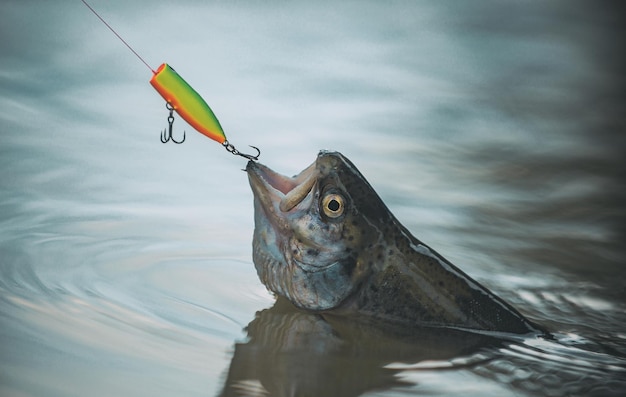 Pesca con mosca pesca relajándose y disfrutando de la afición trucha arco iris pesca de trucha de agua tranquila c