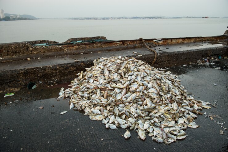 Pesca na Tailândia.