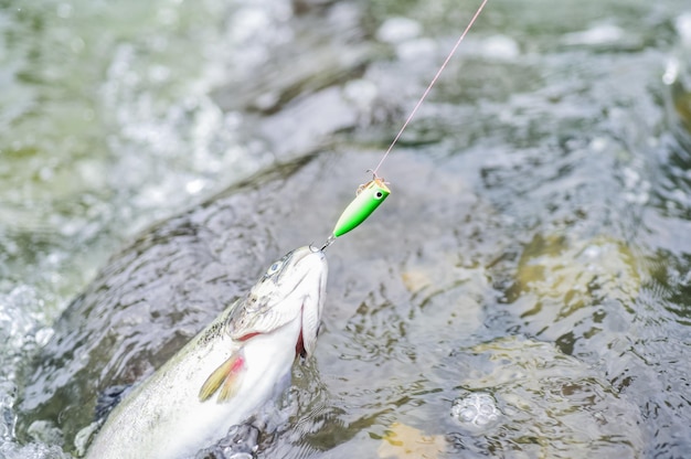 Pesca no rio hobby e atividade esportiva boa captura pesca com mosca truta recreação e lazer impasse ao ar livre e desesperança cair na armadilha peixe no anzol truta isca pegar peixe