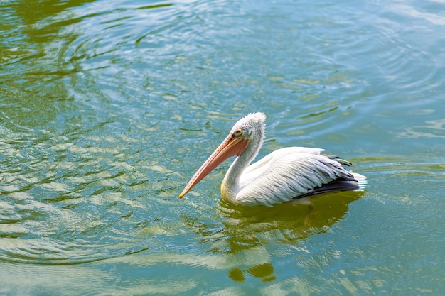 Pesca de pelícano salvaje en el lago de la ciudad.