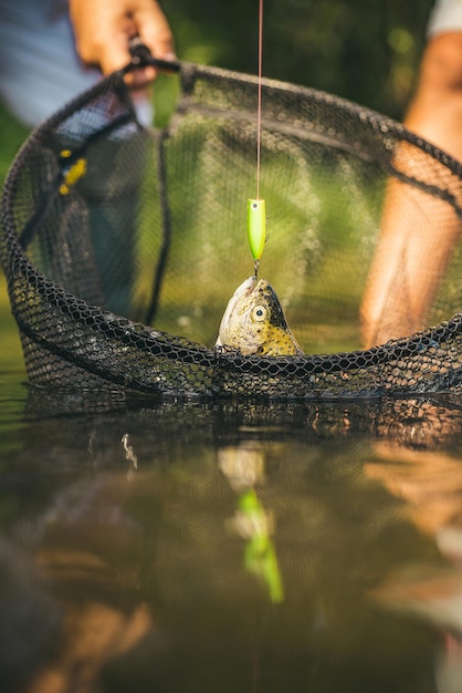 La pesca de la trucha arco iris en un anzuelo se convirtió en una popular actividad recreativa pez en el anzuelo pesca deportiva ...