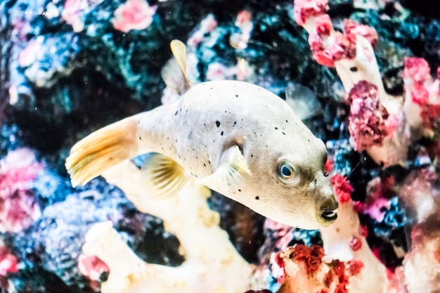 Foto pescado bajo el agua