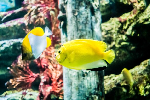 Pescado bajo el agua