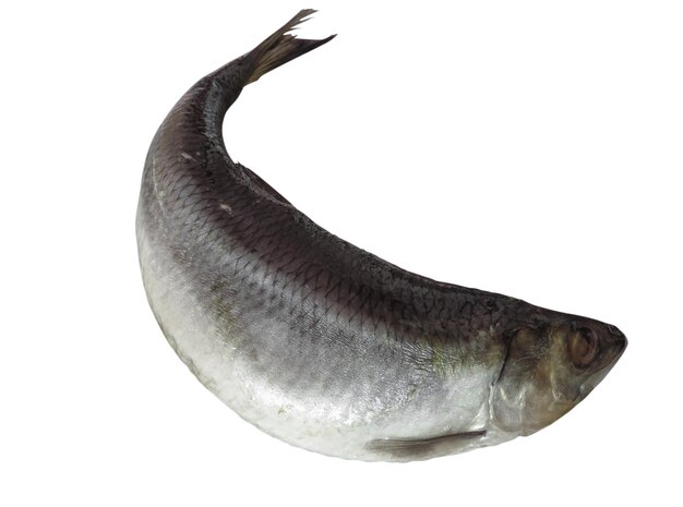 Pescado arenque aislado