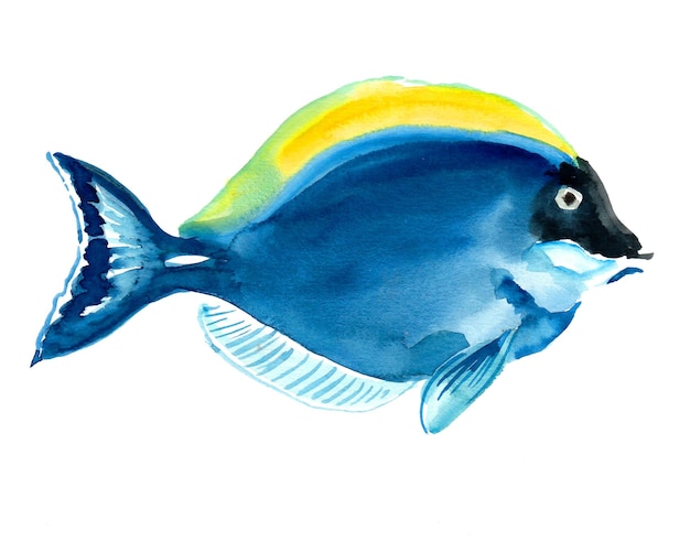 Pescado azul con aleta amarilla. Dibujo a tinta y acuarela