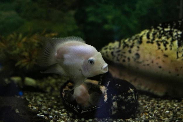 Pescado blanco en el acuario en agua oscura