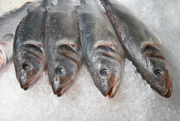 Pescado brillante fresco enrollado sobre fondo de hielo