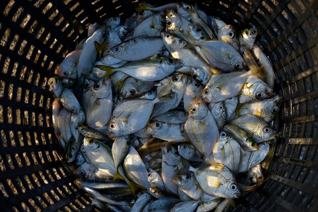 Pescado de caballa muerto en una cesta de bambú