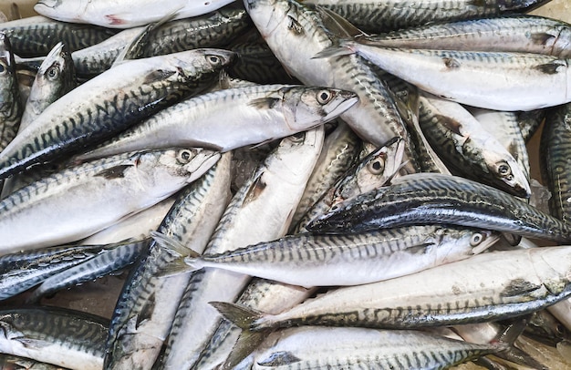 Pescado de caballa orgánico crudo fresco en un mercado de mariscos en Normandía en Francia