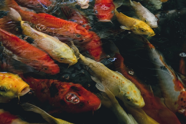 Foto pescado carpa de lujo colorido