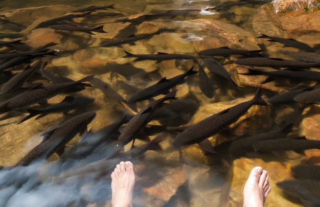 Pescado en la cascada