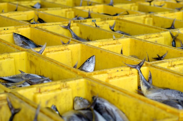 Pescado en la cesta