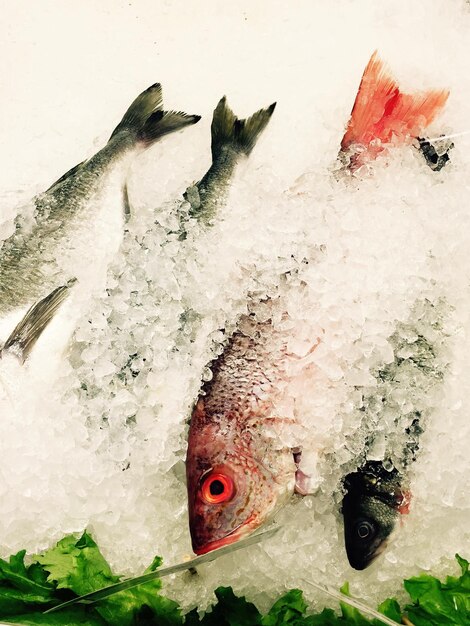 Foto pescado congelado en el mercado