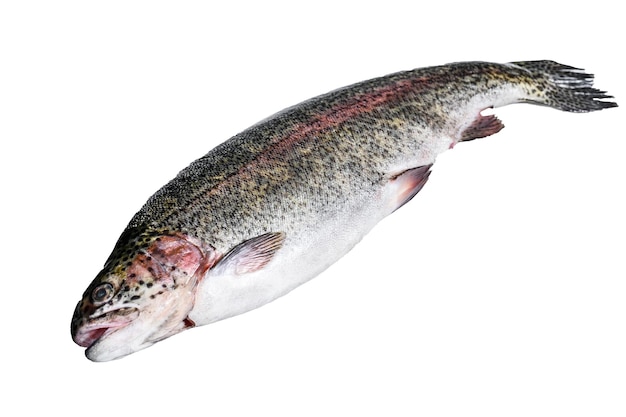 Foto pescado crudo de trucha arco iris en una mesa aislado sobre fondo blanco