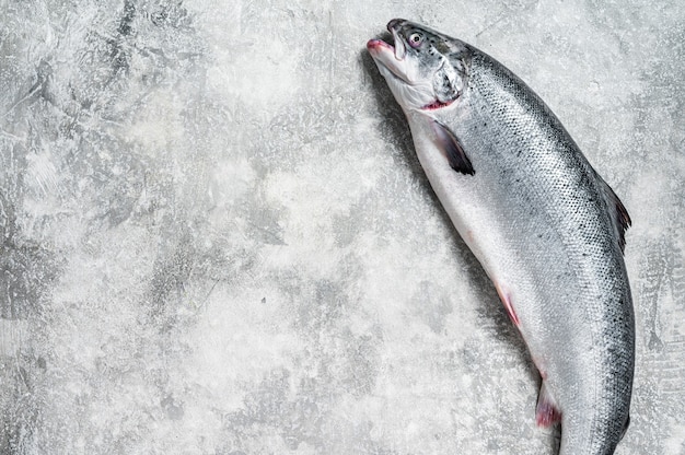 Pescado entero rojo salmón crudo fresco en la mesa de la cocina. Fondo gris.