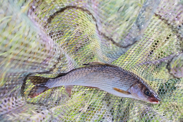 pescado europeu, equipamento e pesca, rede de pesca, peixe selvagem do rio de água doce