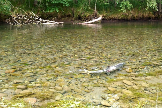 El pescado de la familia del salmón nada a lo largo de la orilla del río