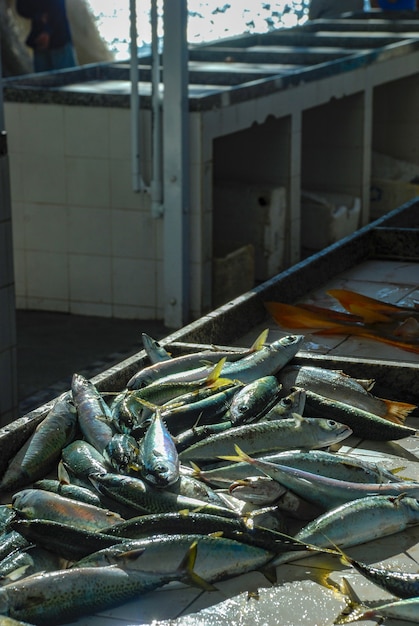 Pescado fresco capturado en Río de Janeiro, pescaderías en Copacabana