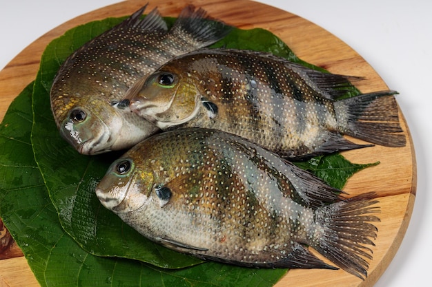 Pescado fresco crudo Kari meen_Pearl spot dispuesto en una hoja de Macaranga peltata o vattayila colocada sobre una base de madera.