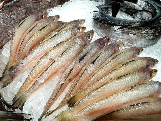 Pescado fresco con hielo en el mercado de mariscos